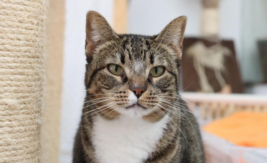 Gatos no Cadela Carlota